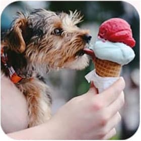 Doggy licking two-coloured icecream
